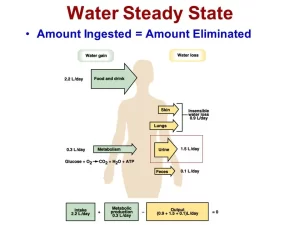 Regulation of Daily Water Input