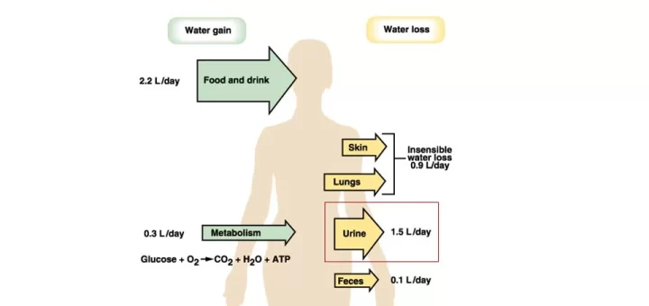 Regulation of Daily Water Input