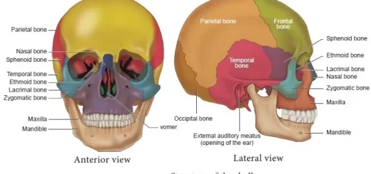 Skull structure