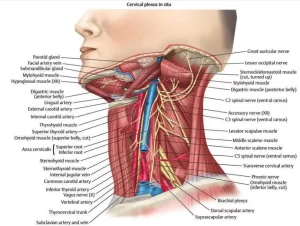 Triangles of the neck