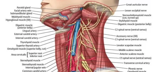 Triangles of the neck