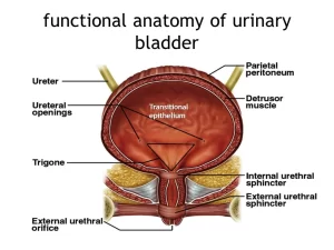 Urinary bladder structure