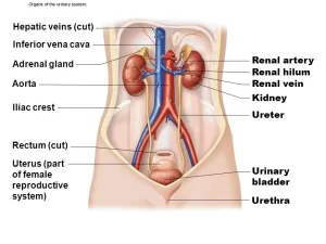 Urinary system