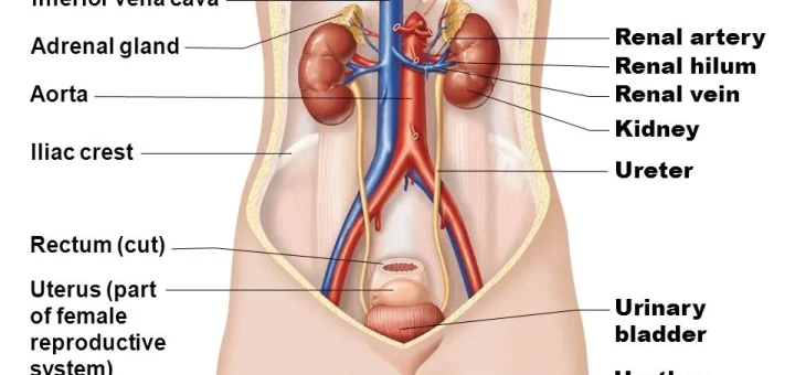 Urinary system