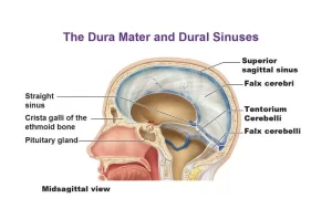 Dural folds and sinuses