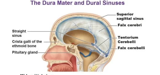 Dural folds and sinuses