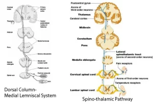 Ascending tracts for somatic sensations