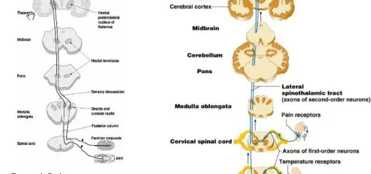 Ascending tracts for somatic sensations