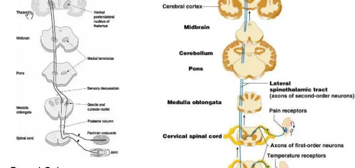 Ascending tracts for somatic sensations