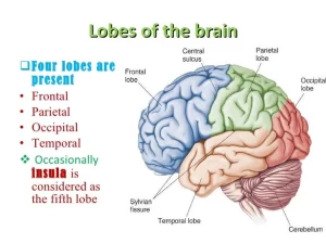 Cerebrum