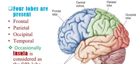 Cerebrum