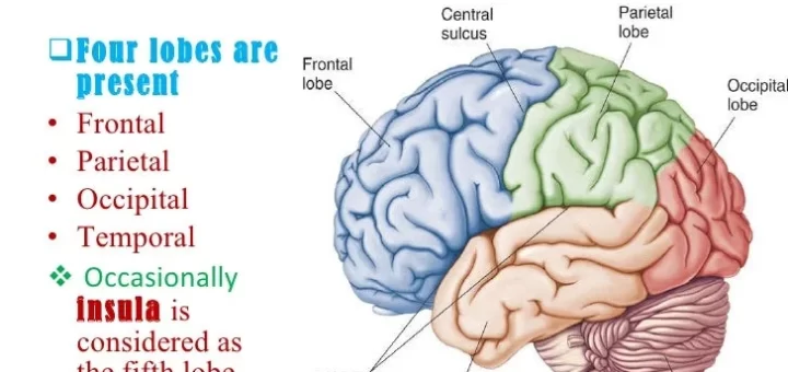 Cerebrum