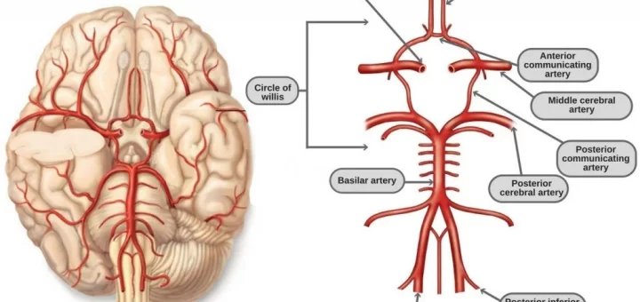 Circle of Willis