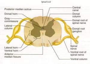 Histological organization of spinal cord