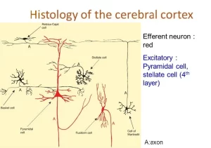 Histological structure of Cerebral cortex