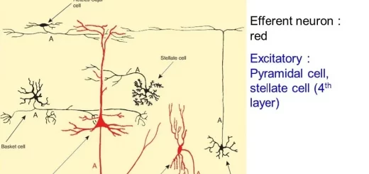 Histological structure of Cerebral cortex