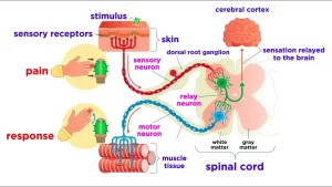 Sensory nervous system