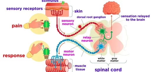 Sensory nervous system