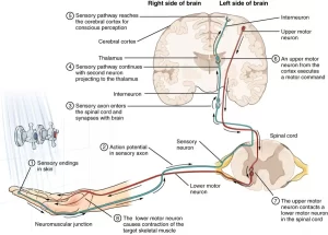 Sensory receptors