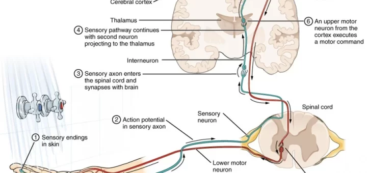 Sensory receptors