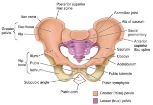 Bony pelvis