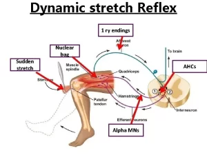 Dynamic stretch reflex