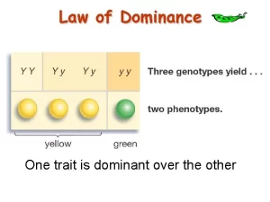 Mendel's laws of heredity