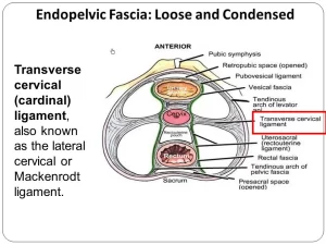 Perineum boundaries