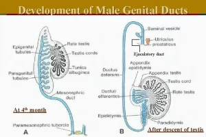Development of gonads and genital ducts