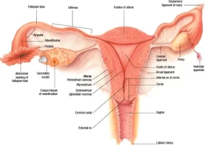 Fallopian tubes function