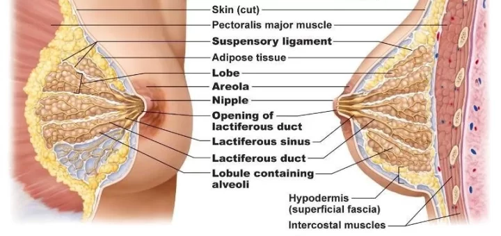 Female mammary glands (breast) structure