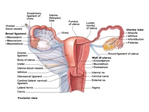 Female reproductive system