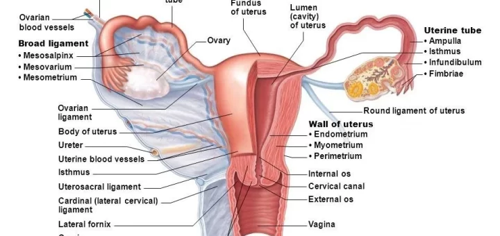 Female reproductive system