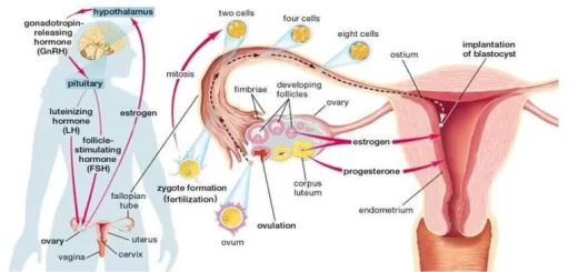 Functions of estrogen & progesterone in pregnancy