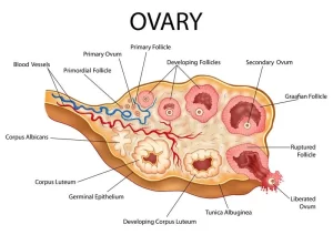 Histological structure of the ovary