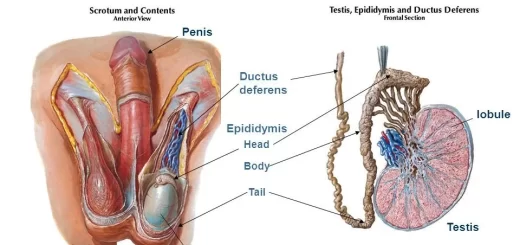 Male genital system