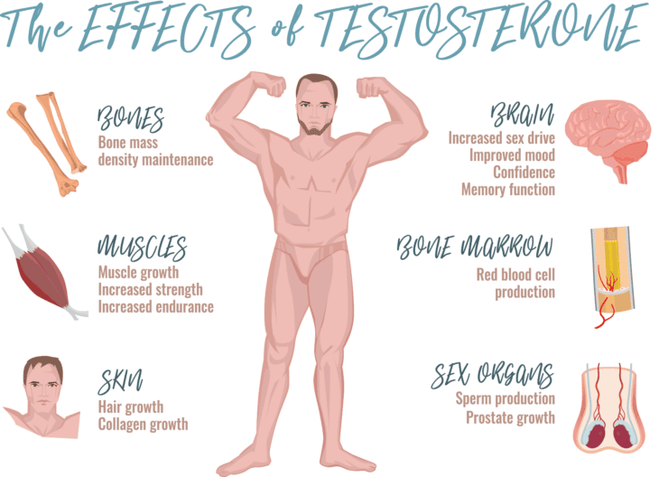 Testosterone Function Science Online