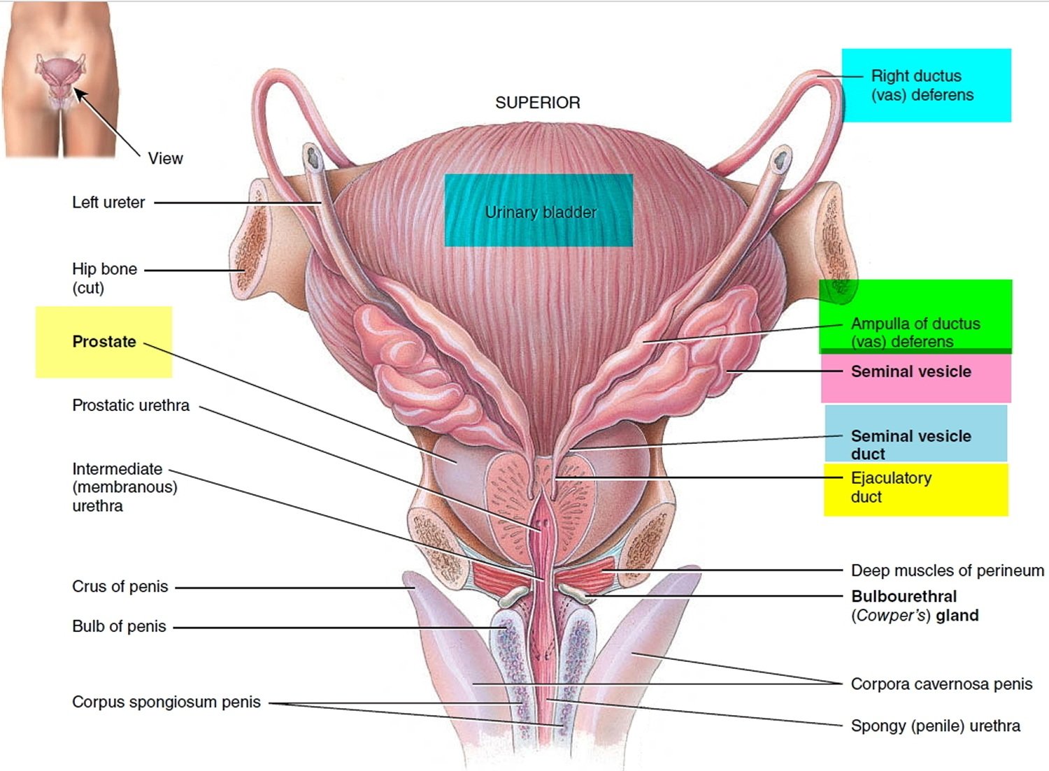 ampulla male reproductive system