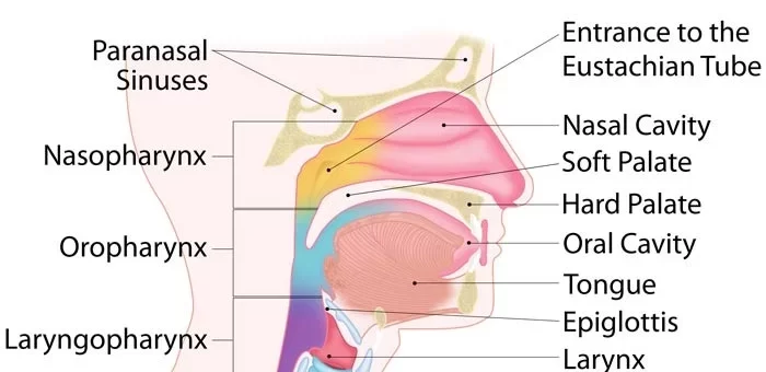 Pharynx