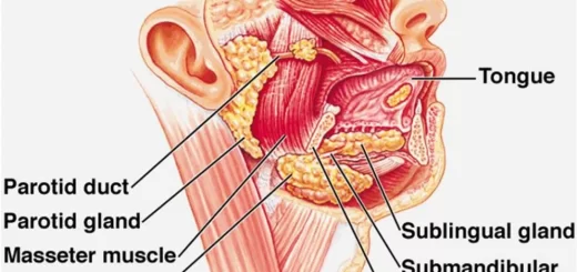 Salivary glands