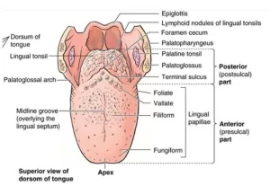 Tongue structure