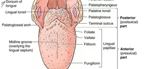 Tongue structure