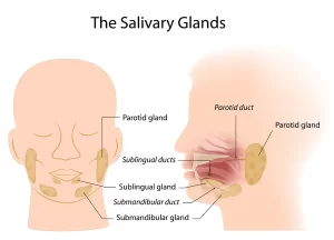 Types of salivary secretion