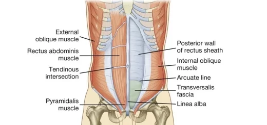 Abdomen muscles