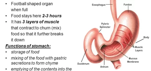 Functions of the stomach