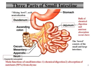 Small intestine