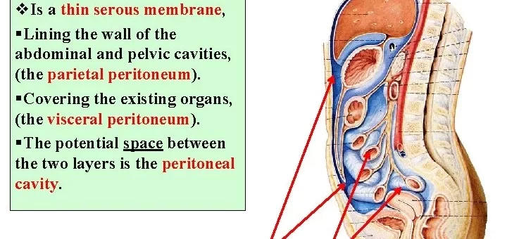 The peritoneum