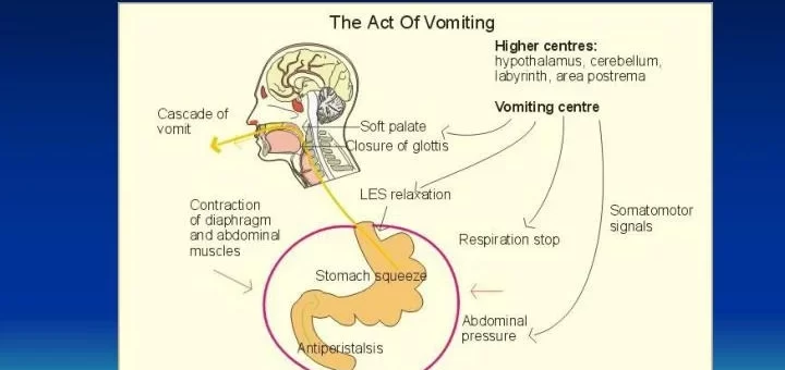 Vomiting mechanism