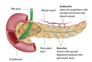 Anatomy of Pancreas