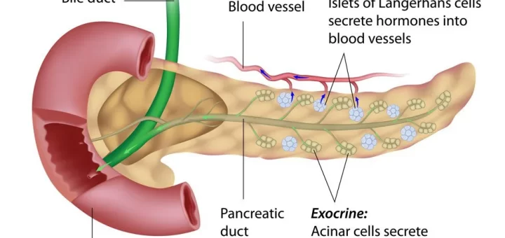 Anatomy of Pancreas